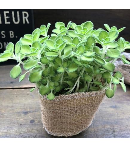 Amazon.co.jp: バンクシア グランディス 鉢植えG 苗 オージープランツ